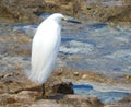 Sea Ã¢â¬â¹Ã¢â¬â¹bird on the seashore